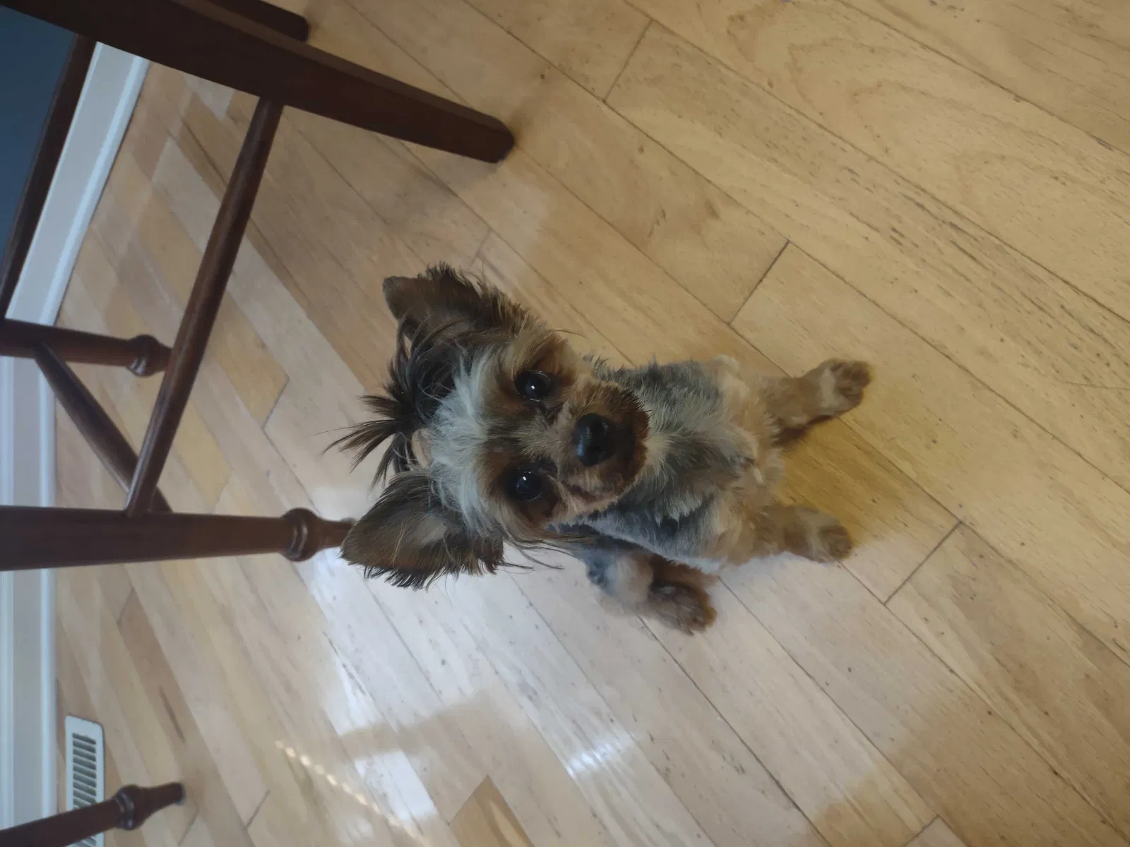 Lost dog in Maryville, TN, 37801