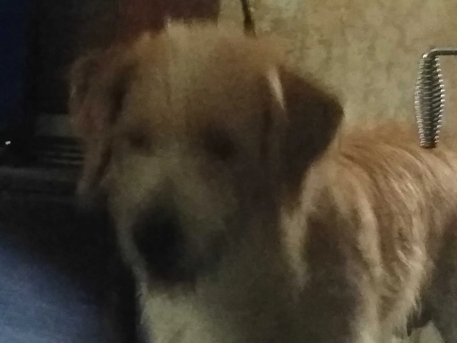 Lost dog in Stanley, ND, 58784