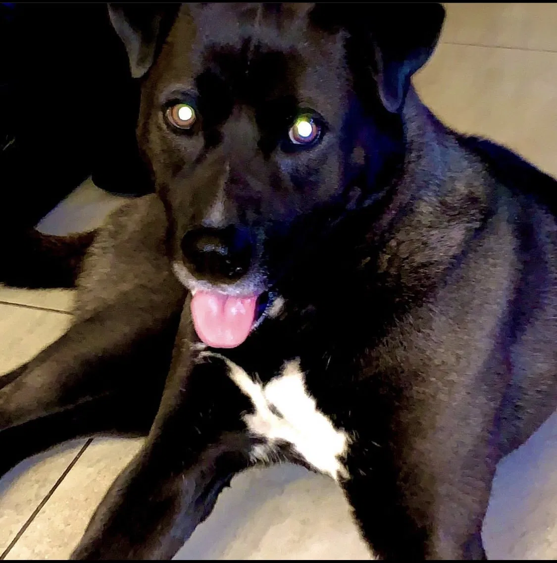 Lost dog in Stockton, CA, 95210