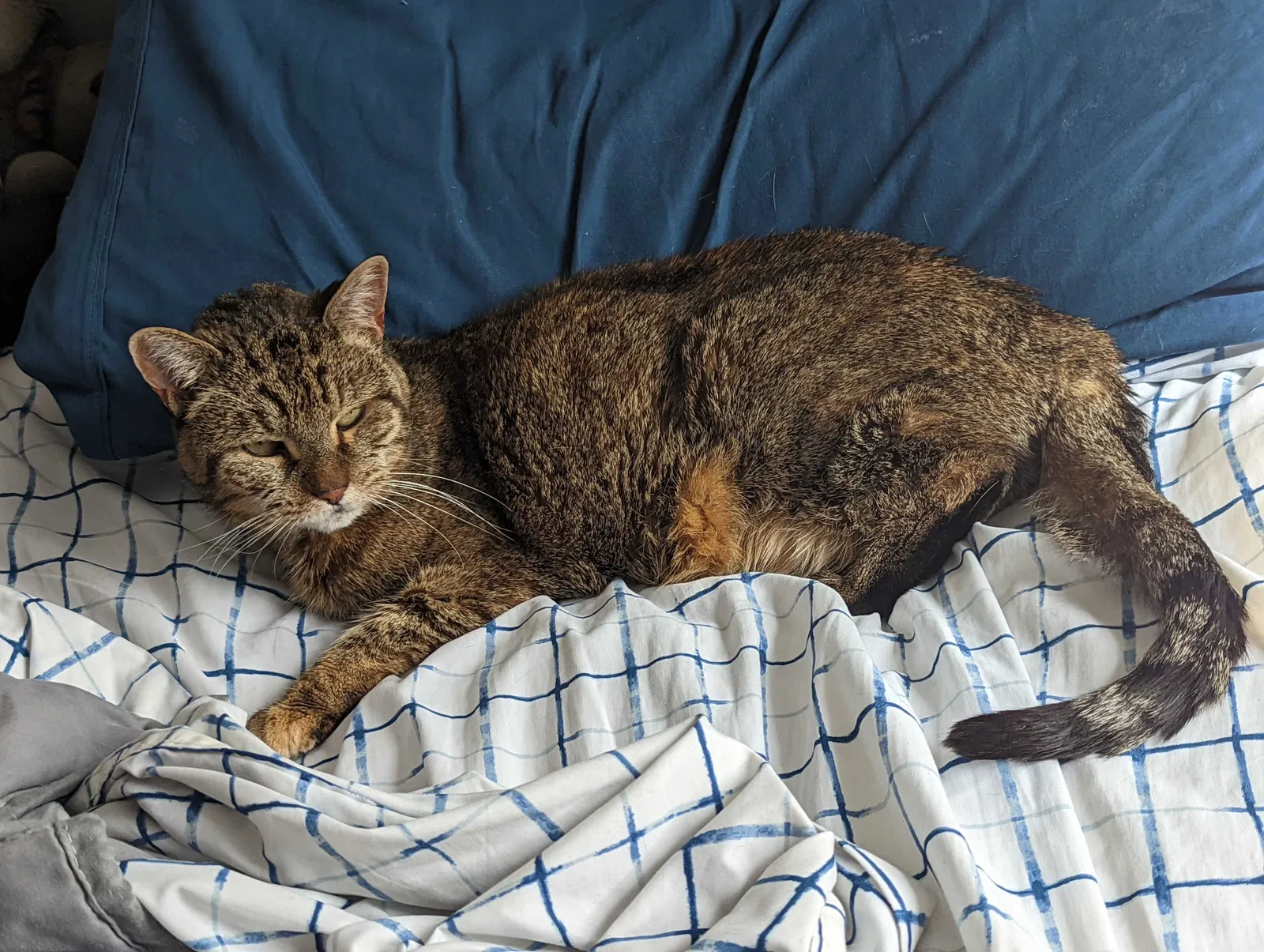 Lost cat in Salt Lake City, UT, 84121