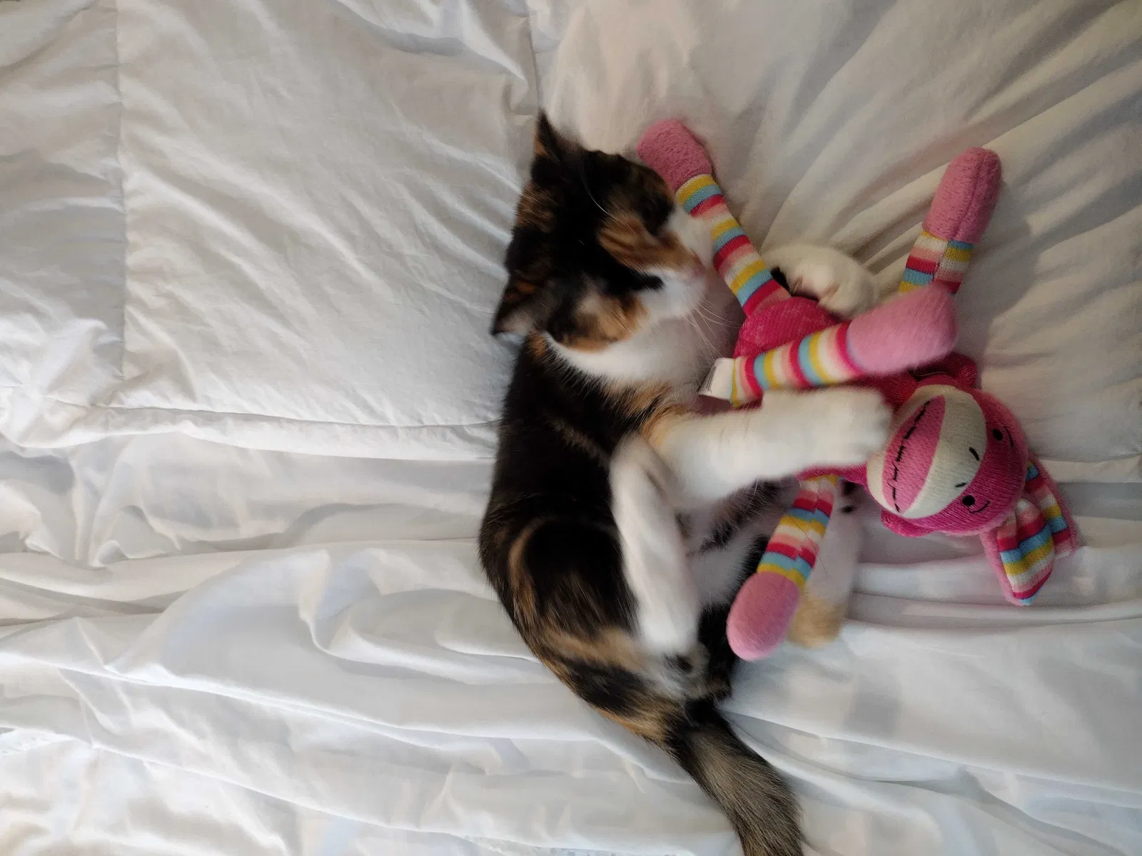 Lost cat in Roswell, GA, 30076