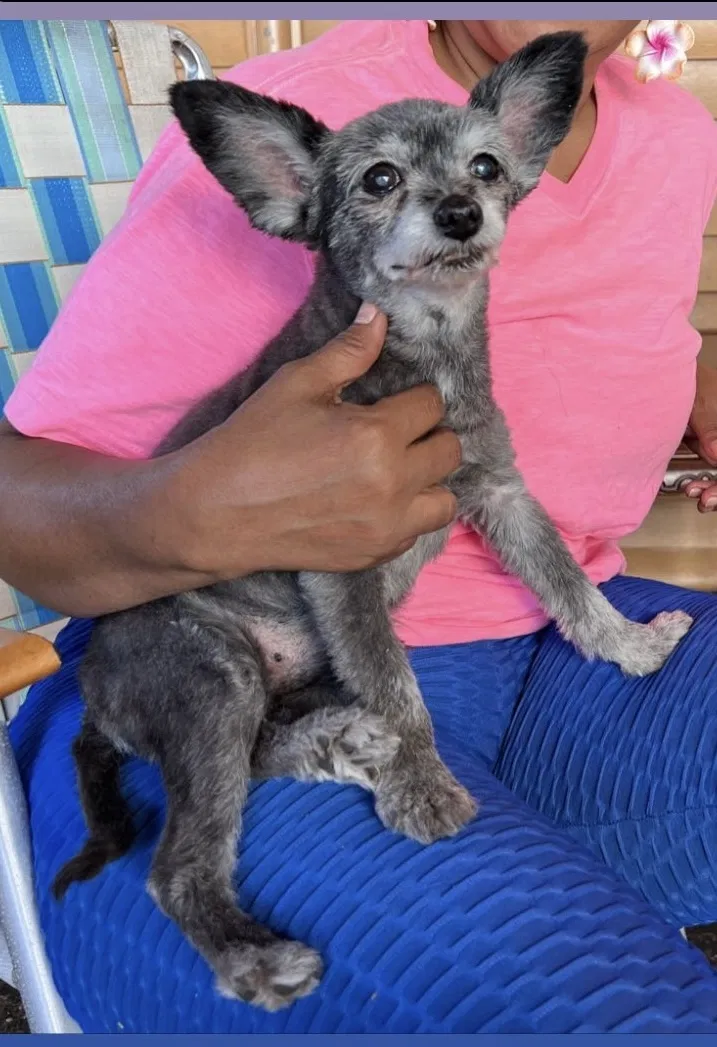 Lost dog in Paterson, NJ, 7513