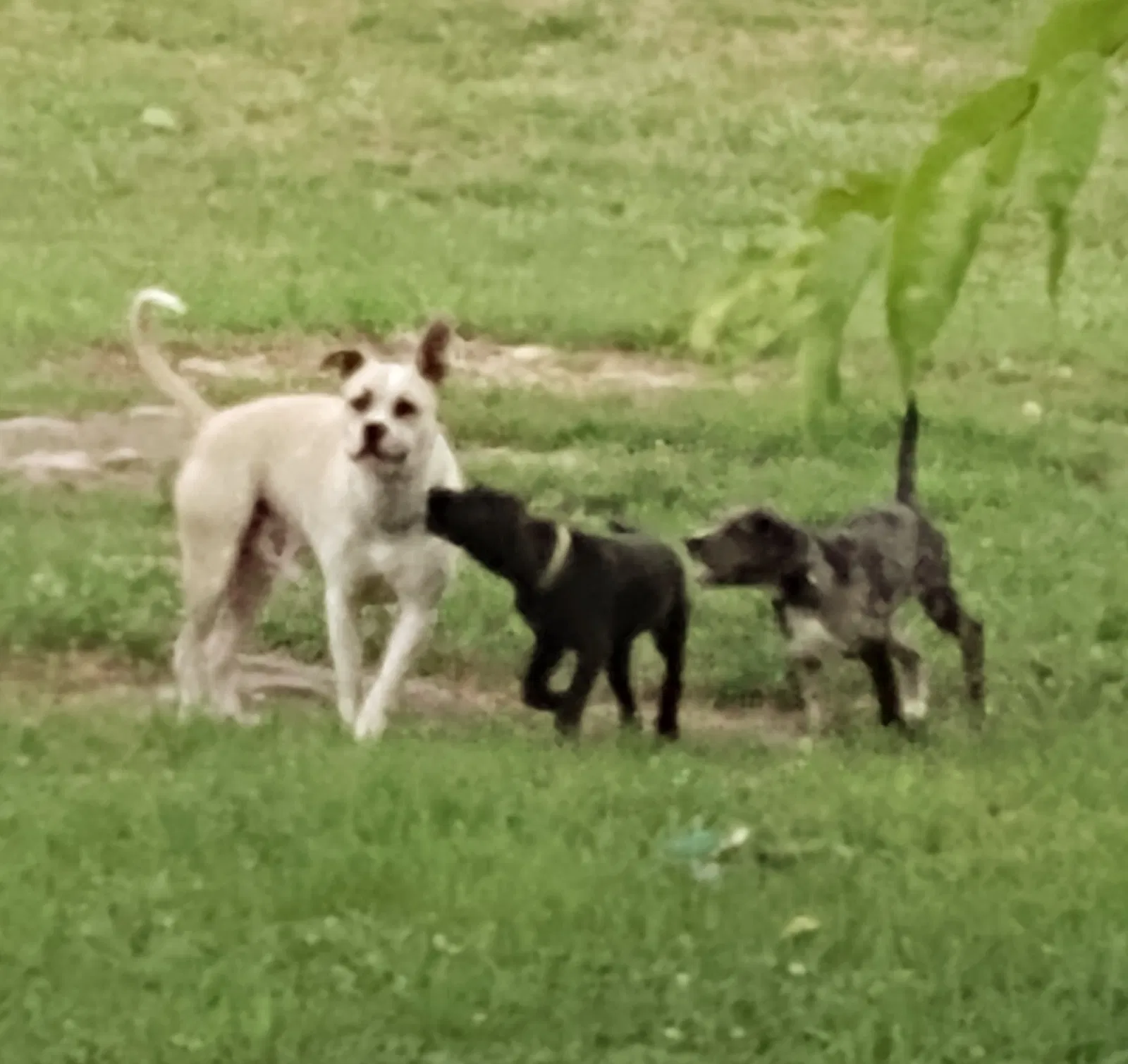 Lost dog in Hampshire, TN, 38461