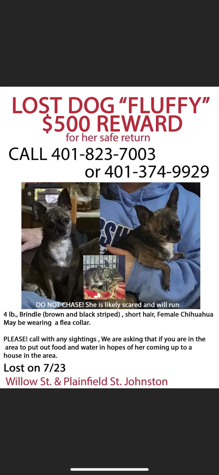 Lost dog in Johnston, RI, 2919