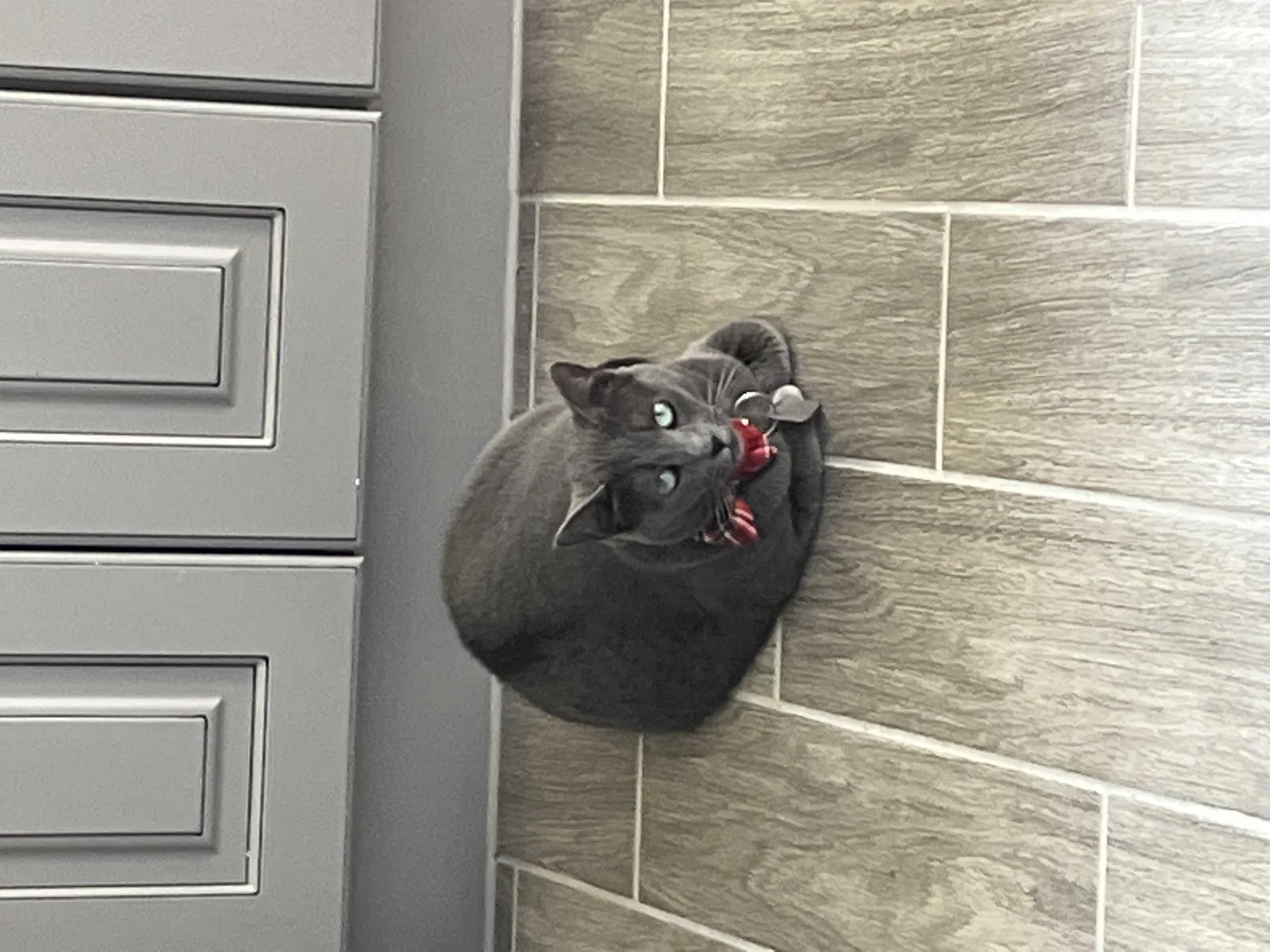 Lost cat in Pinehurst, TX, 77362