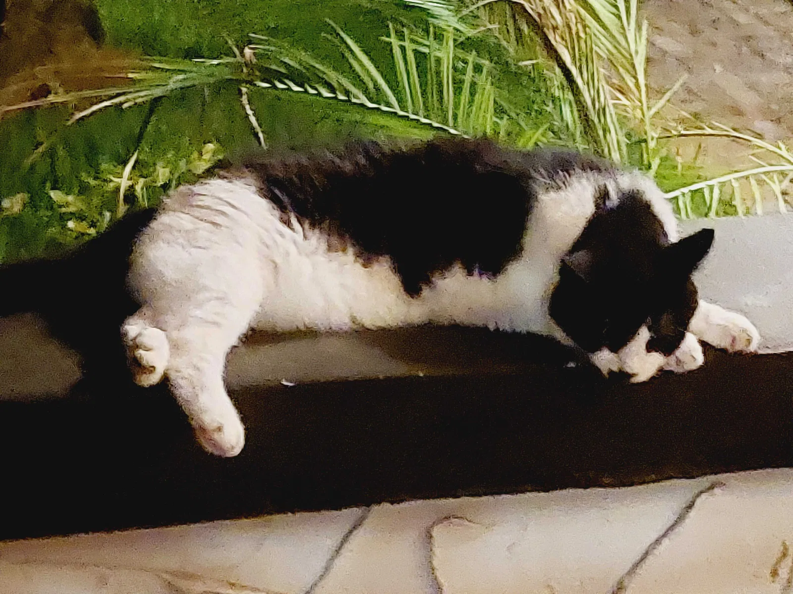 Lost cat in Hollywood, FL, 33020