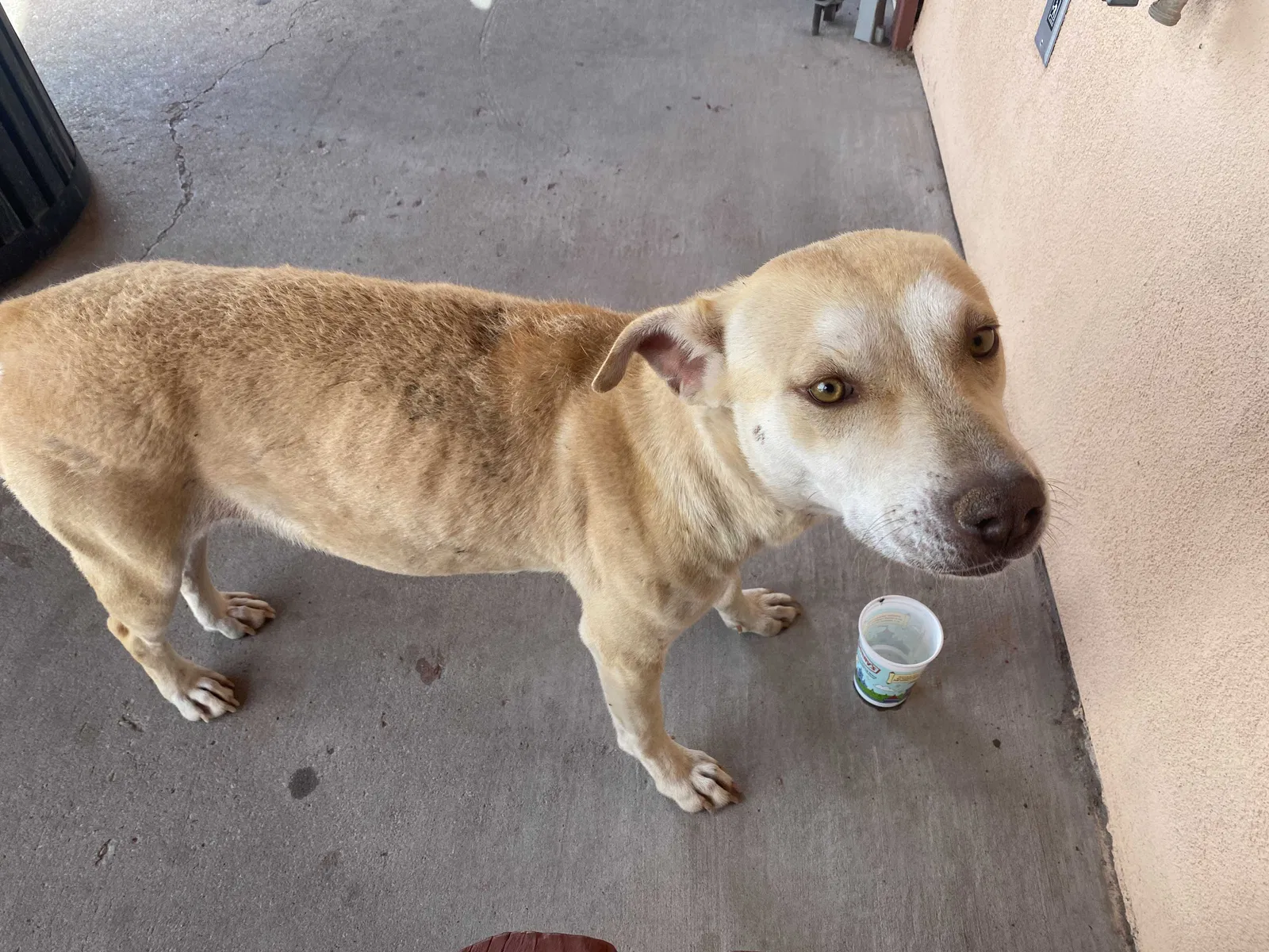 Found dog in Orland Park, IL, 60462