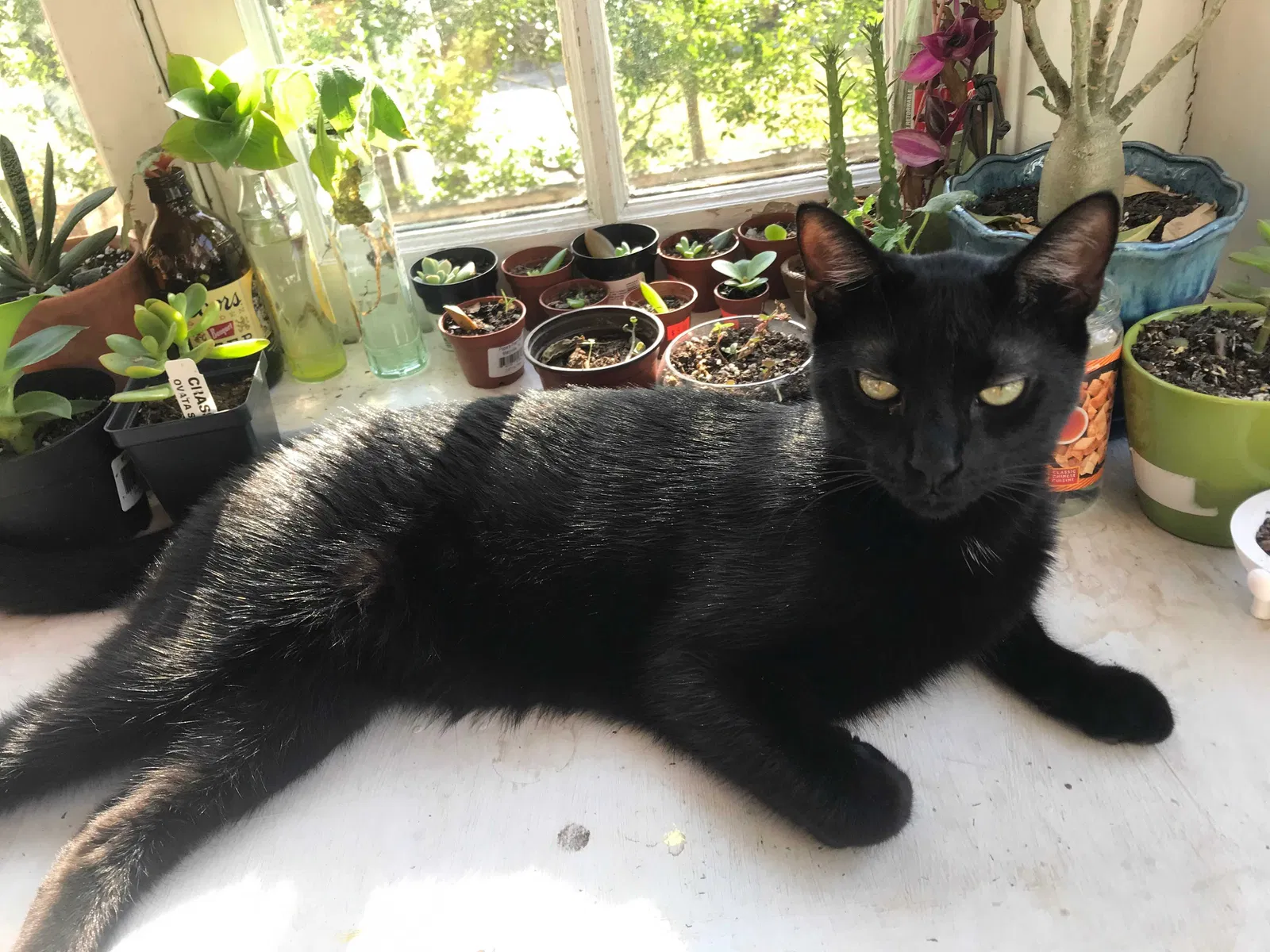 Lost cat in New Orleans, LA, 70125