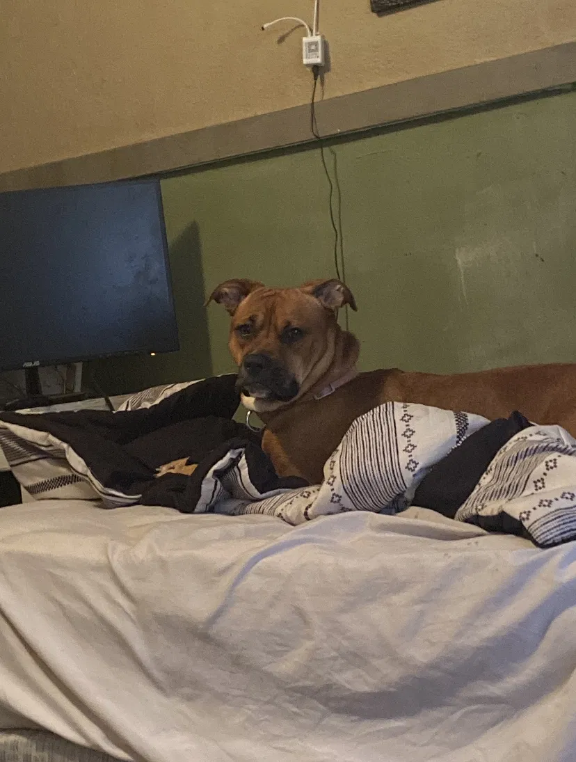Lost dog in Spring, TX, 77380