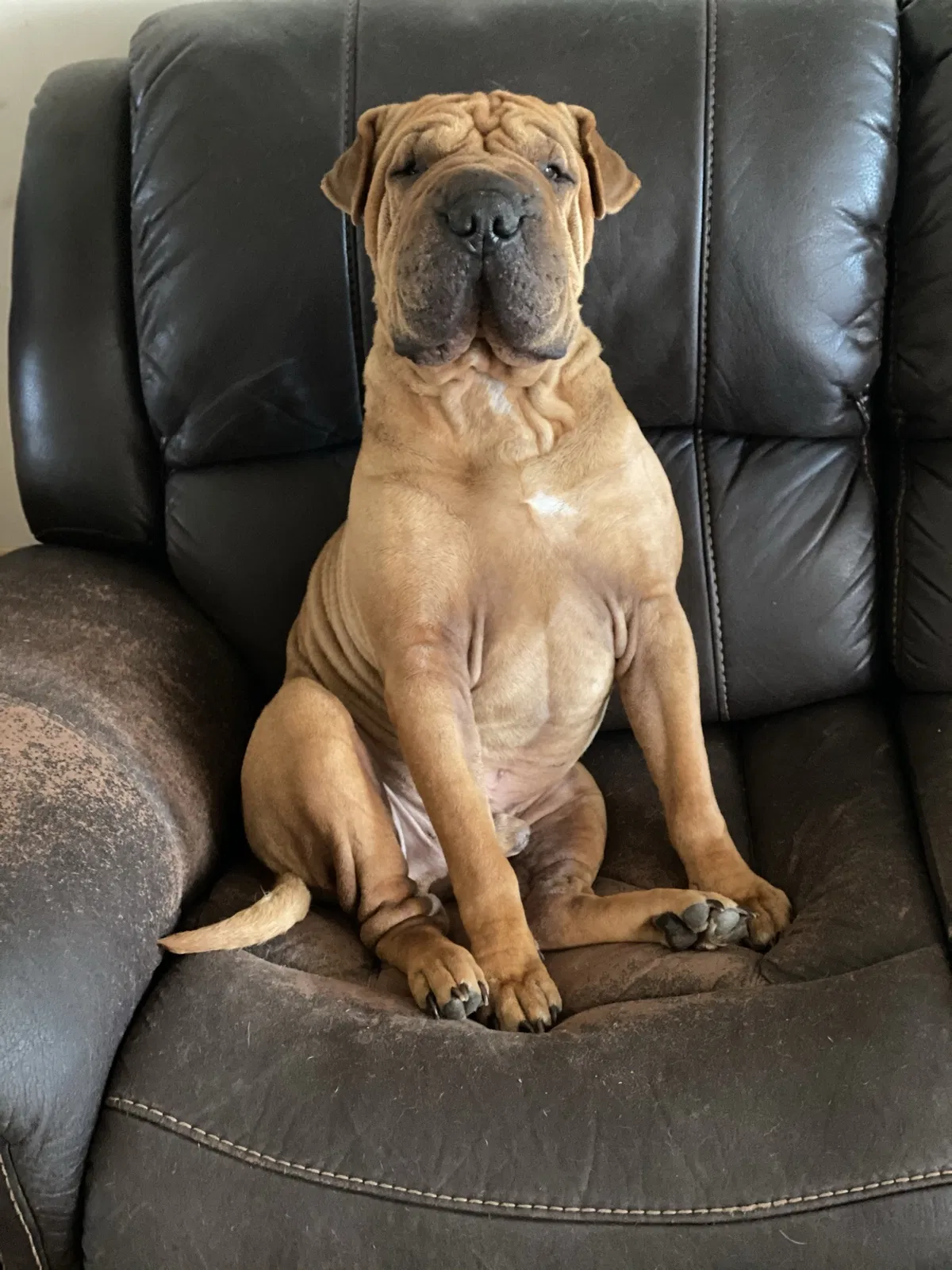 Lost dog in Chilhowie, VA, 24319