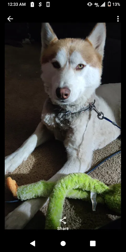 Lost dog in Gardena, CA, 90248