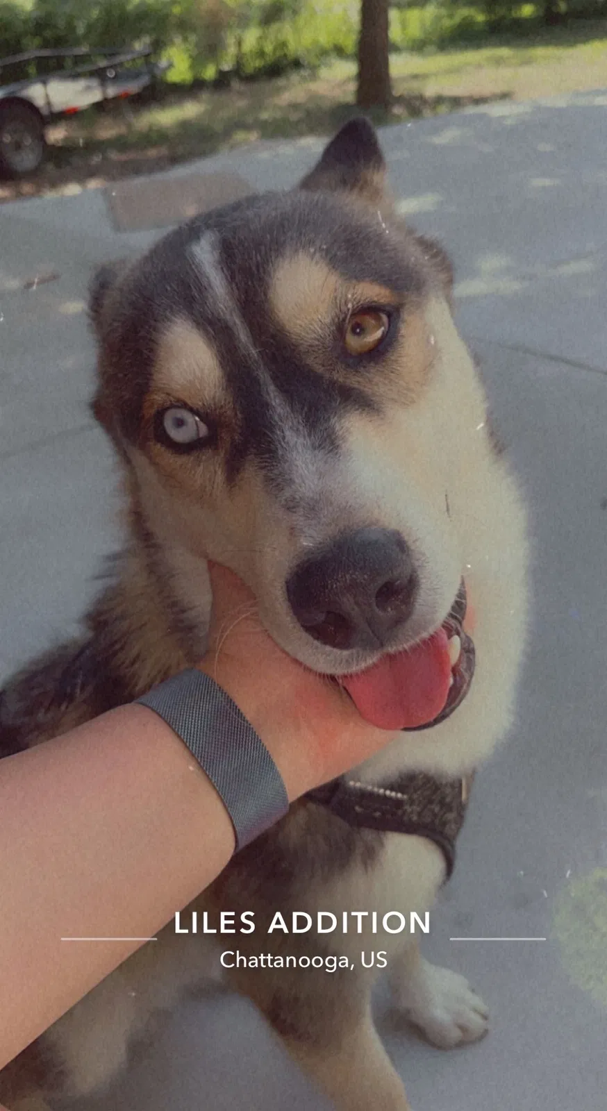 Lost dog in Chattanooga, TN, 37421