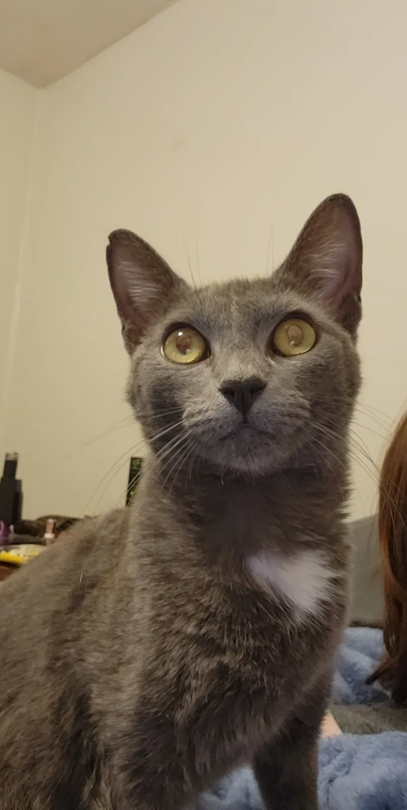 Lost cat in Pell City, AL, 35128