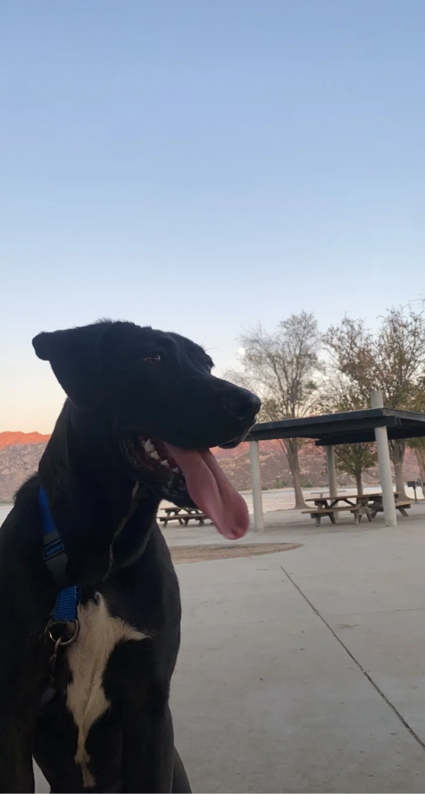 Lost dog in Riverside, CA, 92505