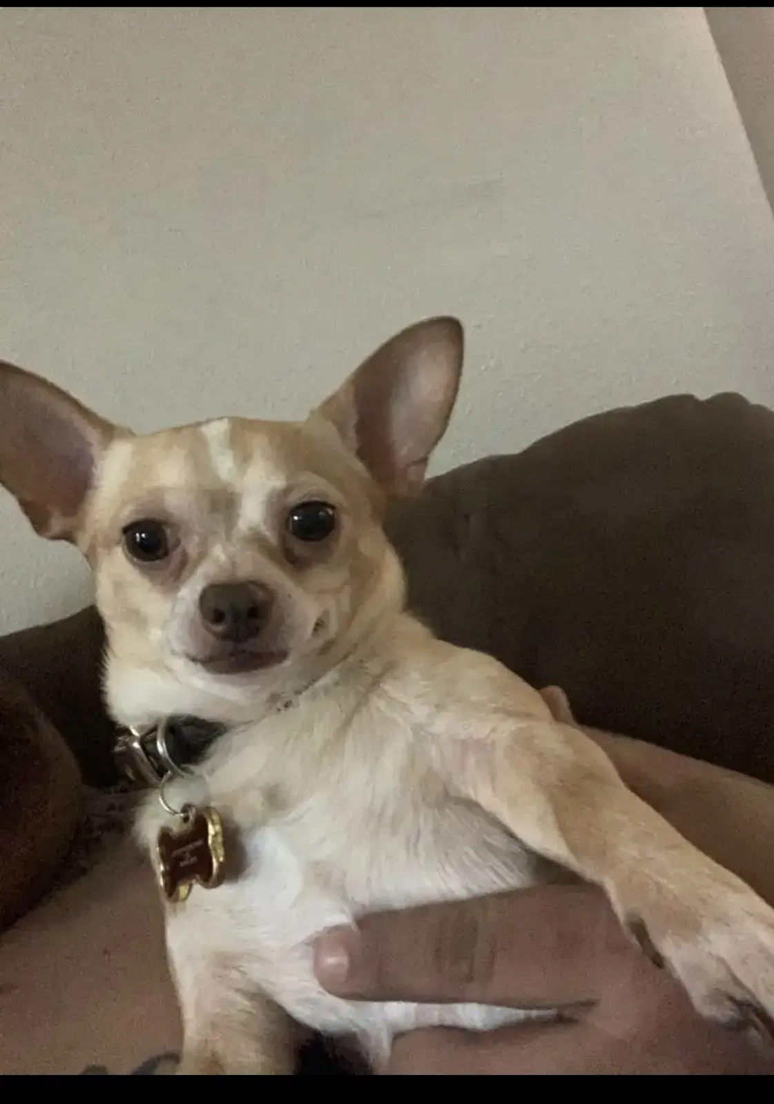 Lost dog in Vancouver, WA, 98660