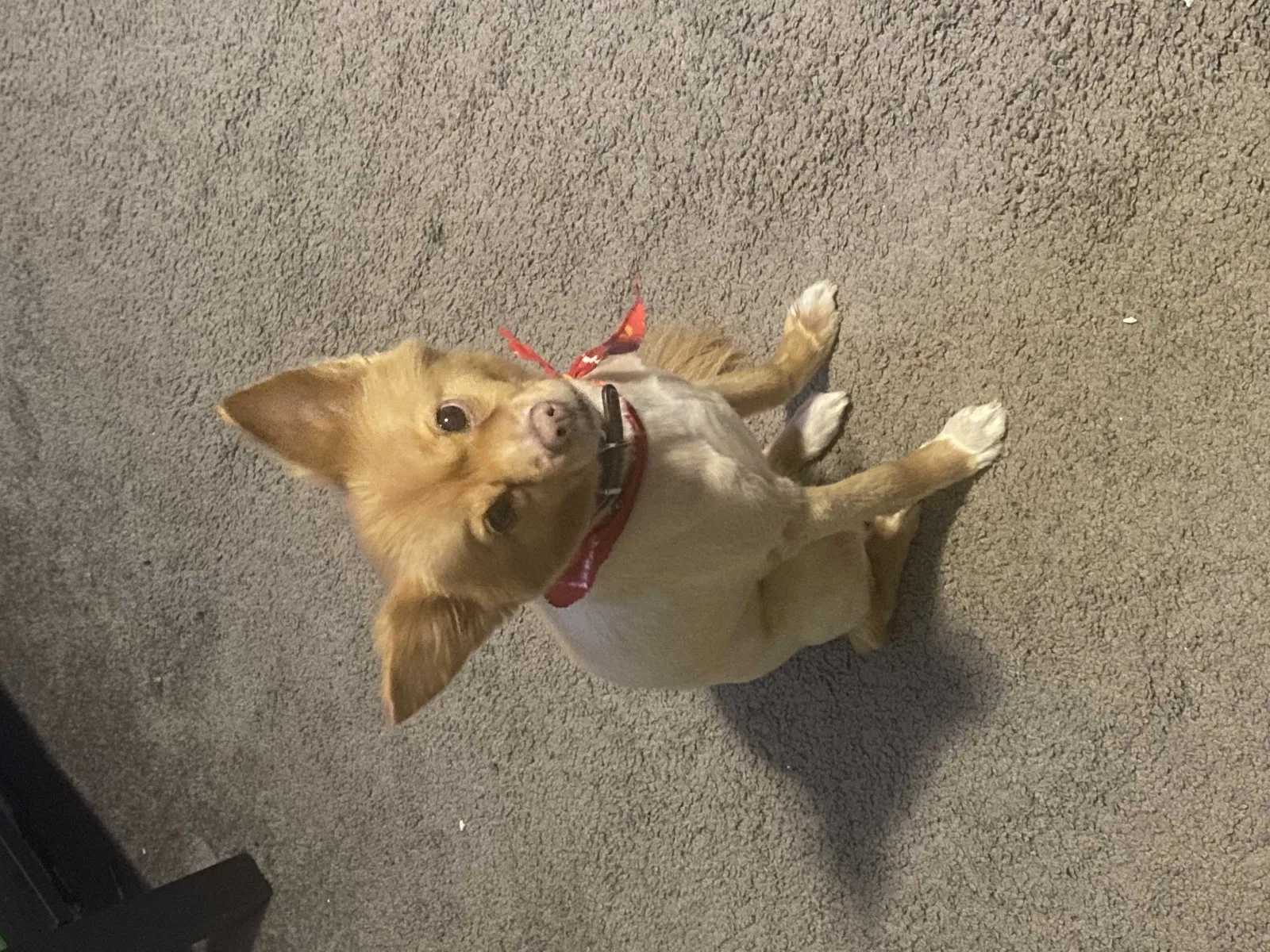 Lost dog in Marietta, GA, 30067