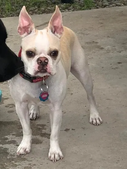 Lost dog in Soldotna, AK, 99669