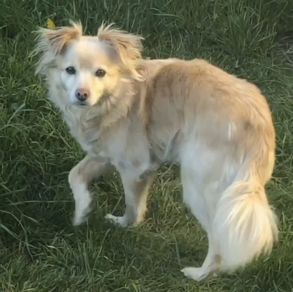 Lost dog in Seattle, WA, 98118