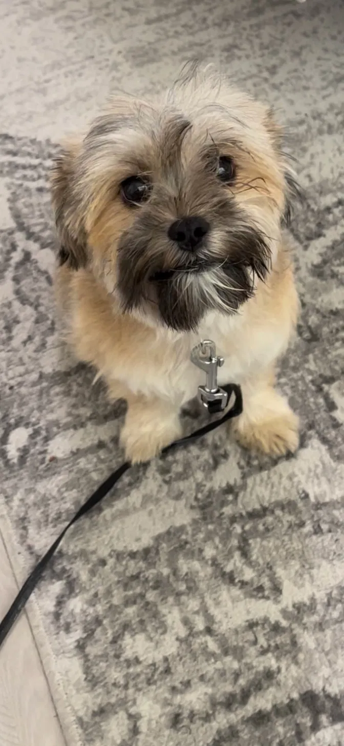 Lost dog in Kissimmee, FL, 34759