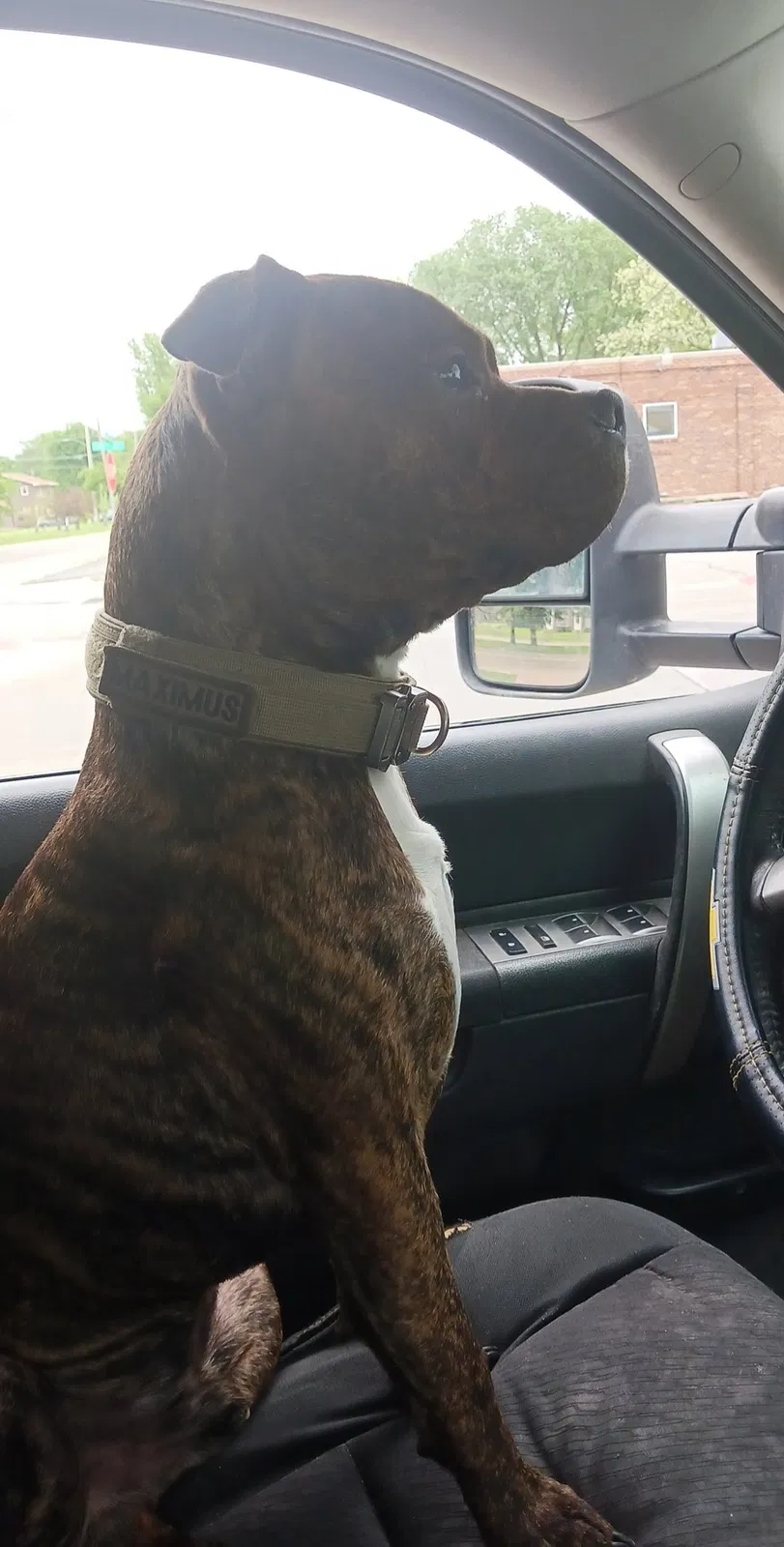 Lost dog in Des Moines, IA, 50315
