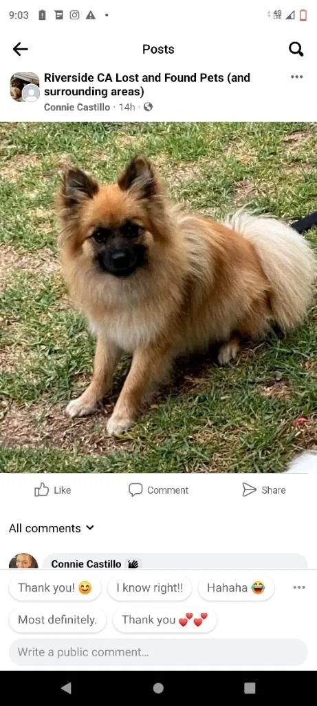 Lost dog in Winchester, CA, 92596