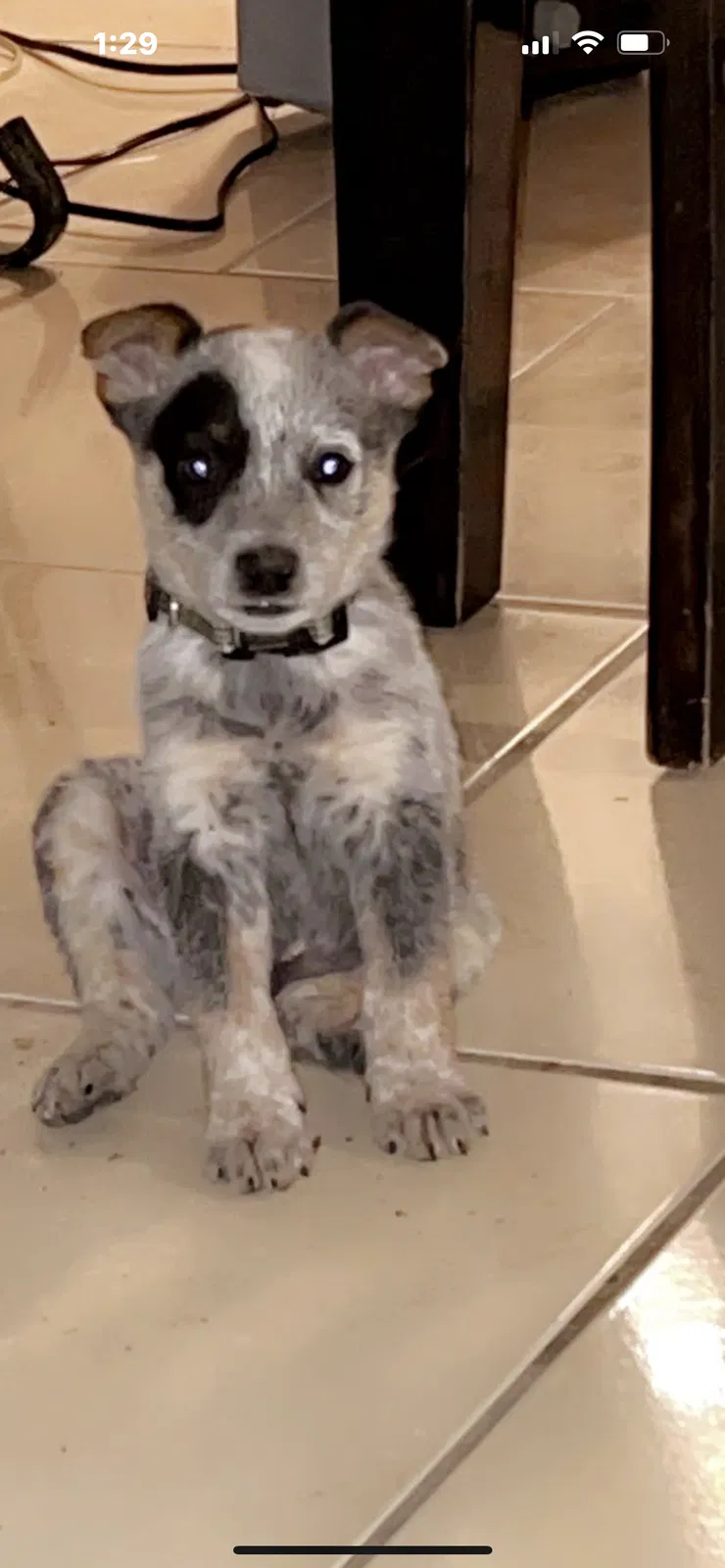 Lost dog in San Antonio, TX, 78228