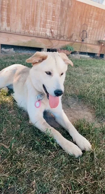 Lost dog in Grabill, IN, 46741