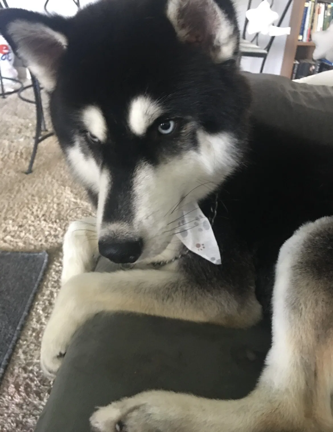 Lost dog in Petersburg, VA, 23803