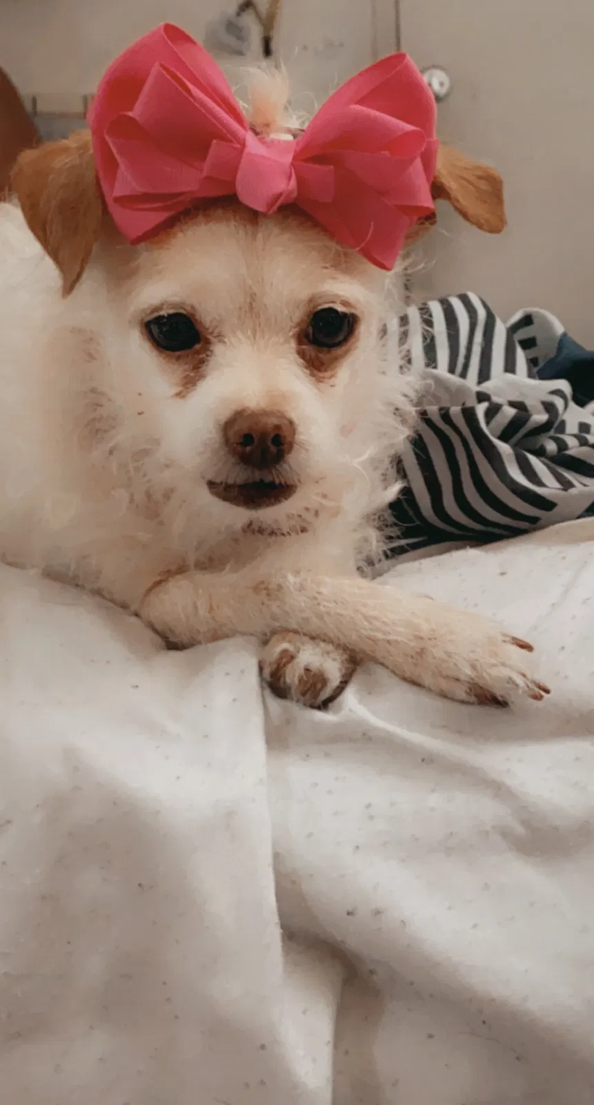 Lost dog in Atwater, CA, 95301