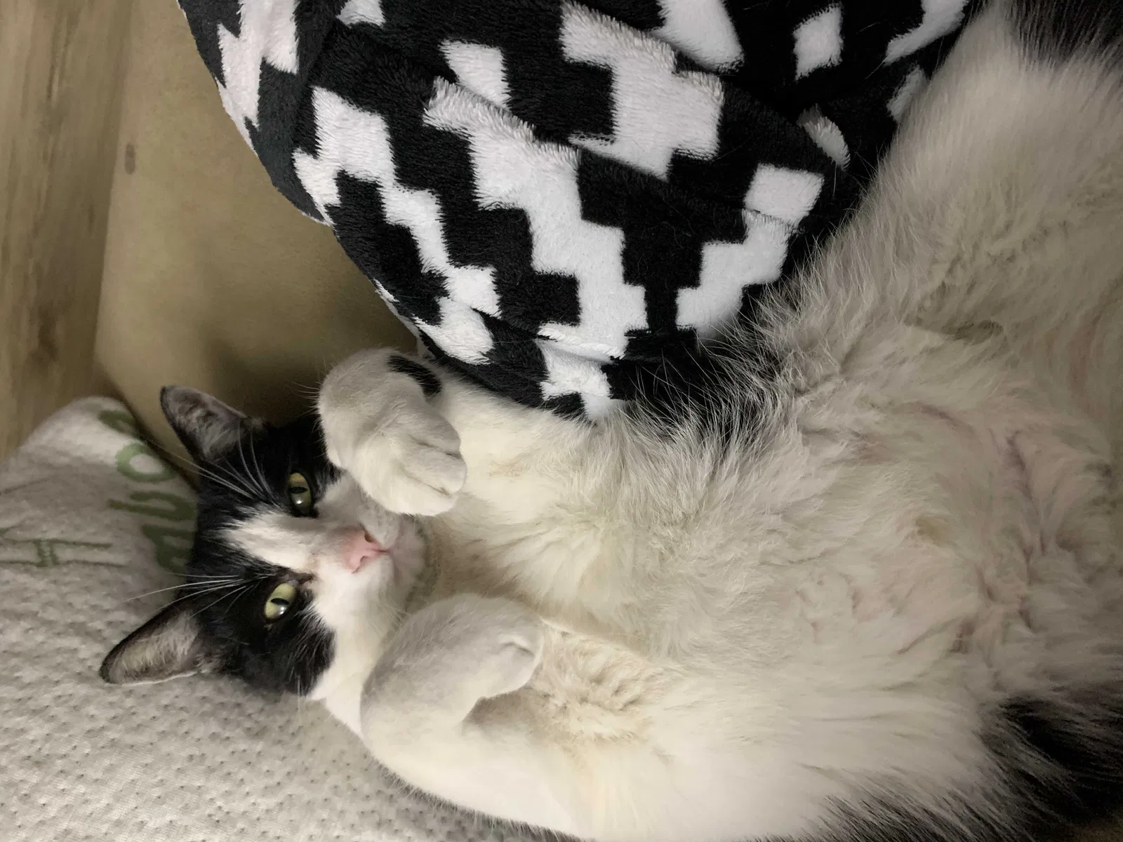 Lost cat in Cocoa, FL, 32926