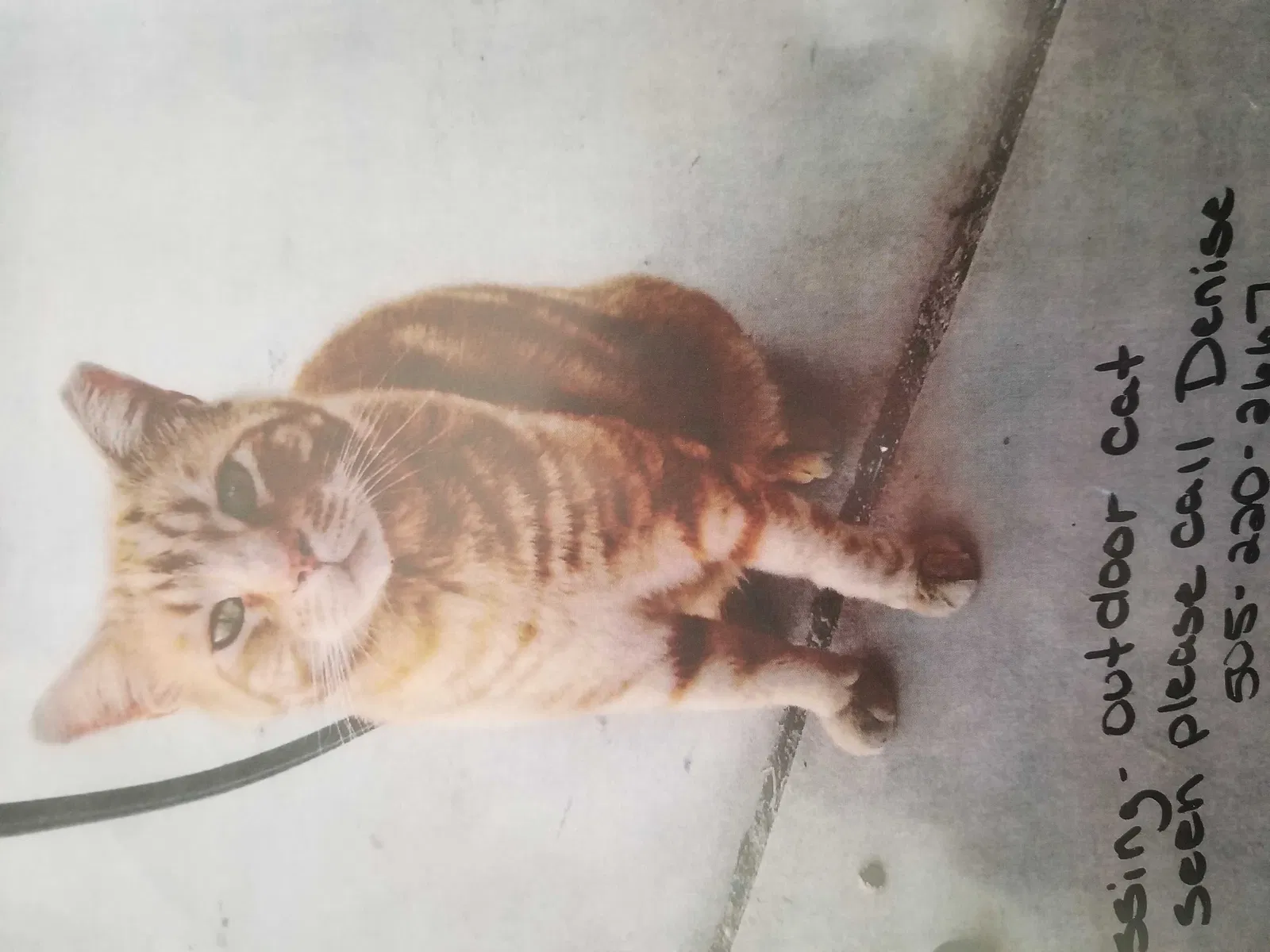Lost cat in Albuquerque, NM, 87114