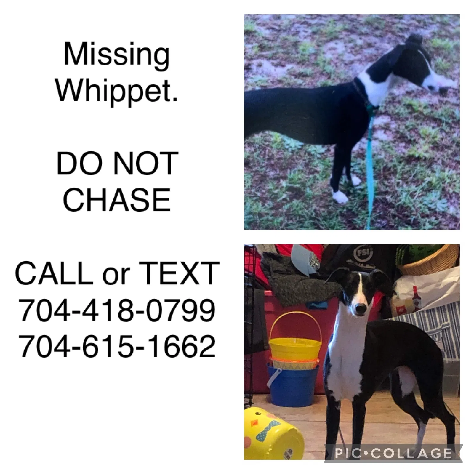 Lost dog in Charlotte, NC, 28216