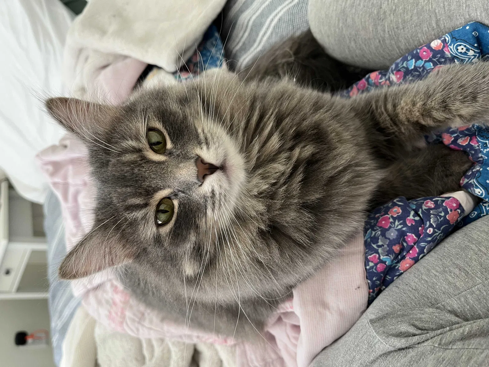 Lost cat in Auburn, WA, 98092