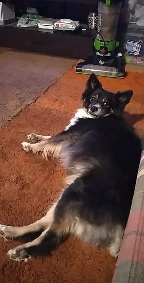 Lost dog in Marysvale, UT, 84750