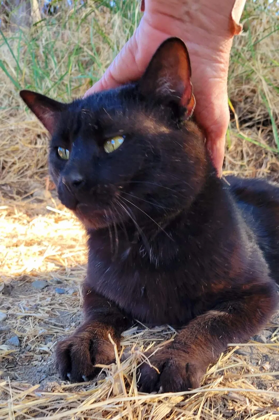 Lost cat in Sacramento, CA, 95826
