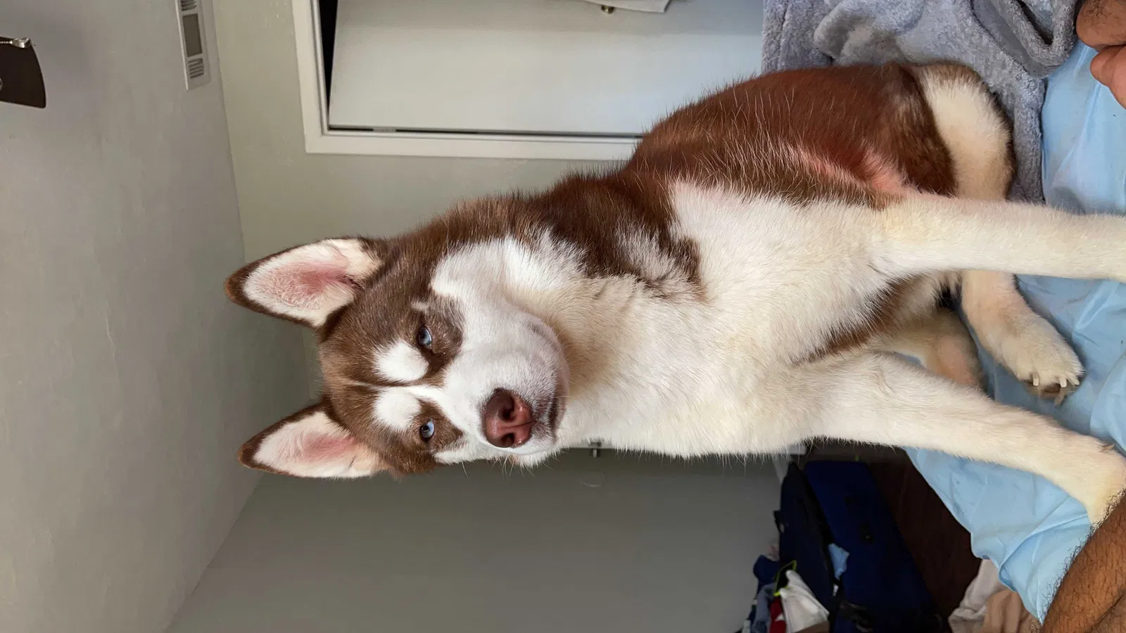 Lost dog in Ocala, FL, 34479