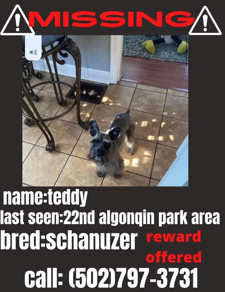 Lost dog in Louisville, KY, 40210
