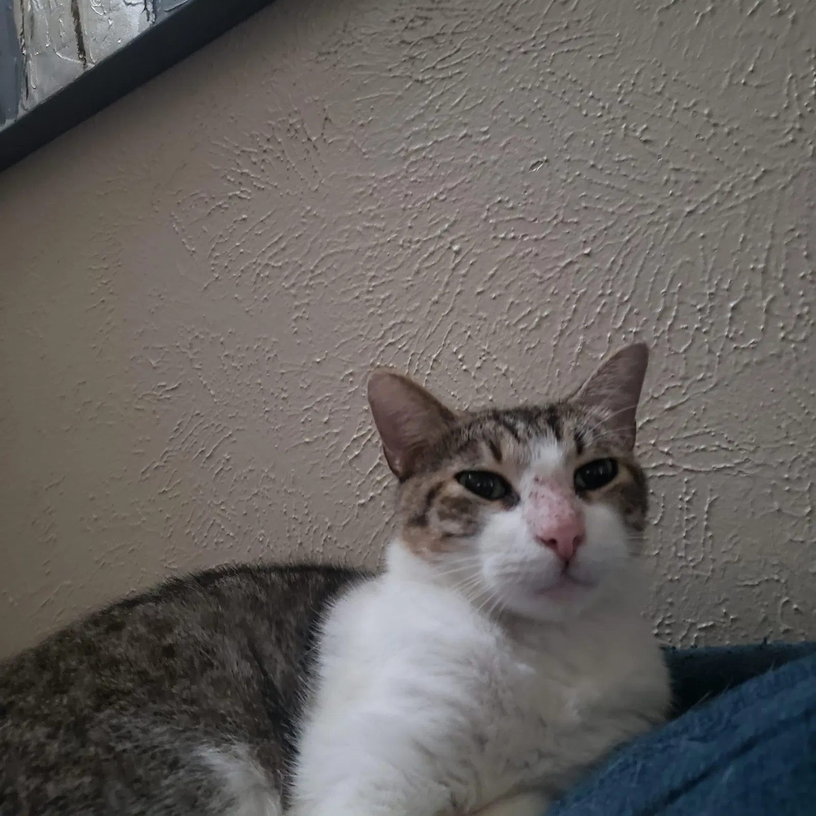 Lost cat in Spring, TX, 77381
