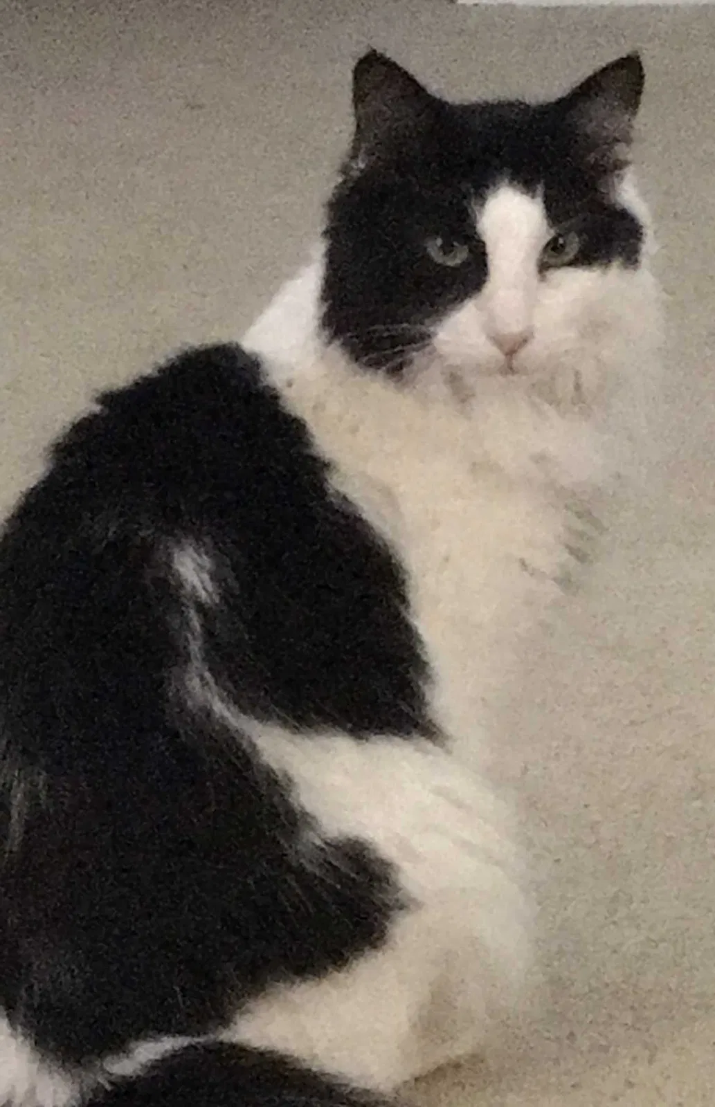 Lost cat in Jacksonville, FL, 32256