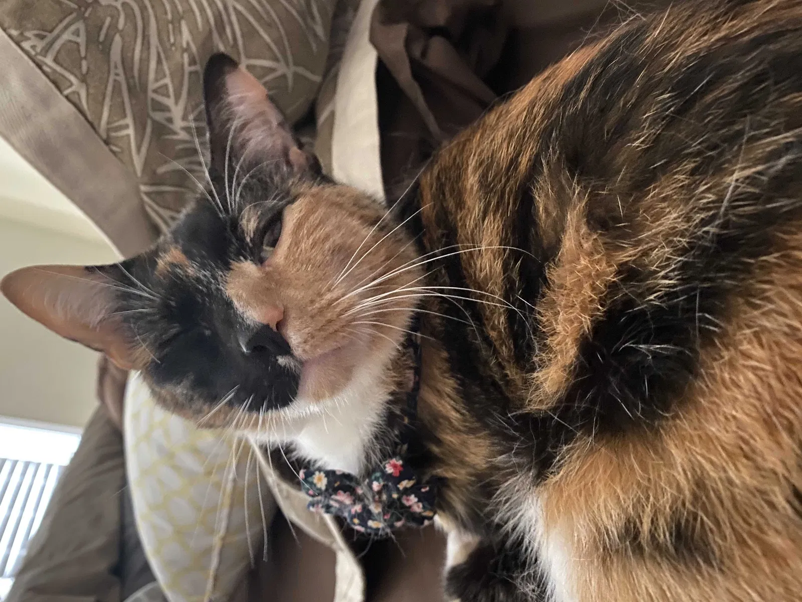 Lost cat in Pensacola, FL, 32526