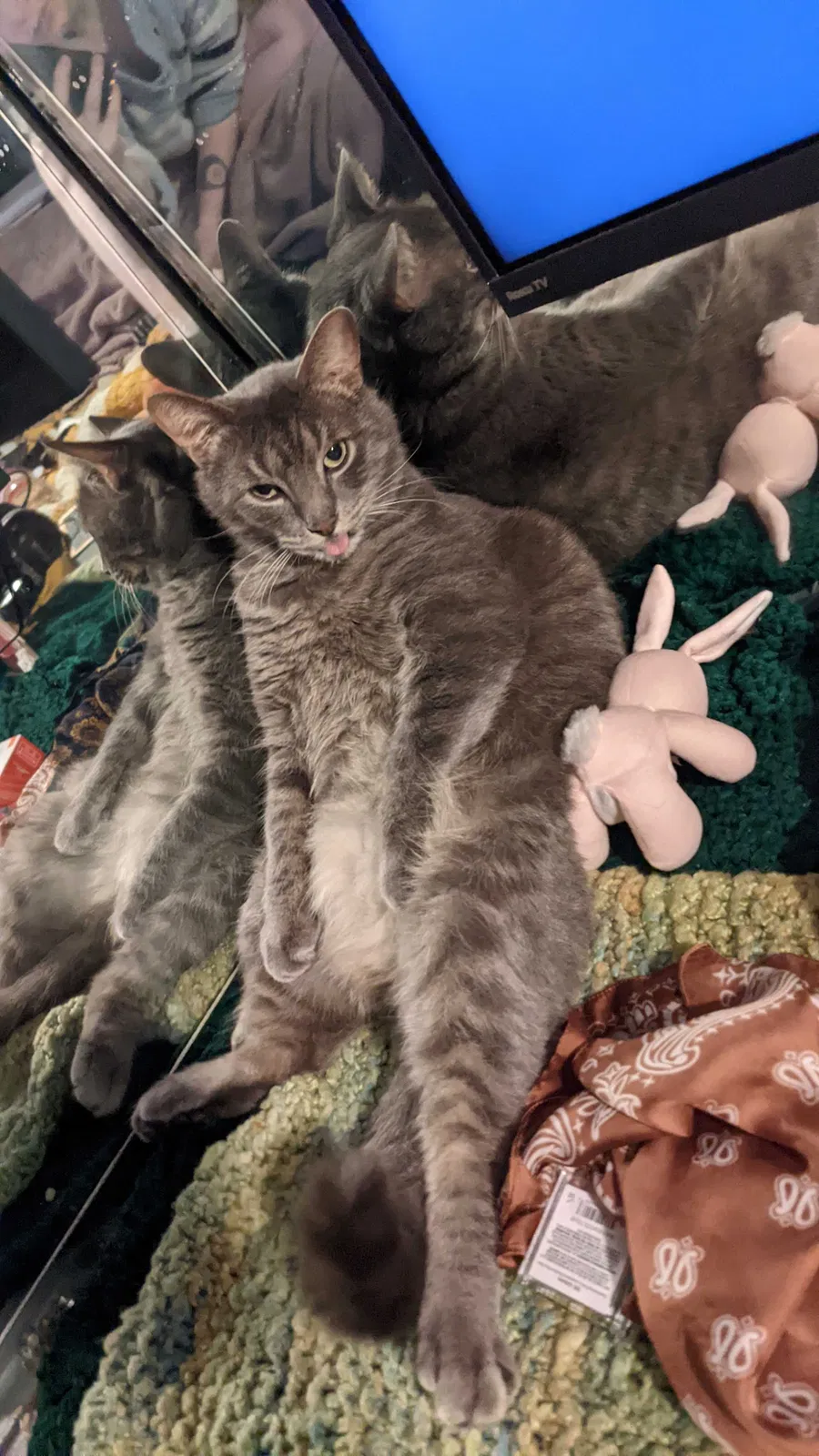 Lost cat in Greenville, MI, 48838