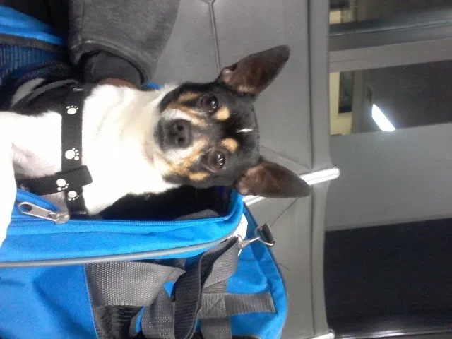 Lost dog in Detroit, MI, 48219
