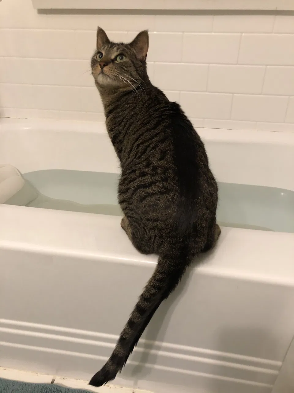 Lost cat in Green Bay, WI, 54301