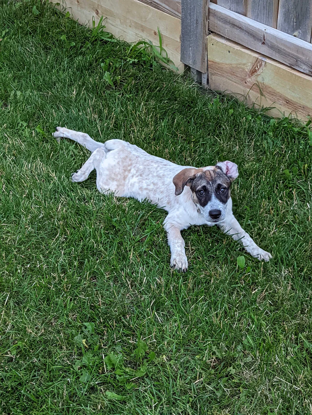 Lost dog in Iowa City, IA, 52240