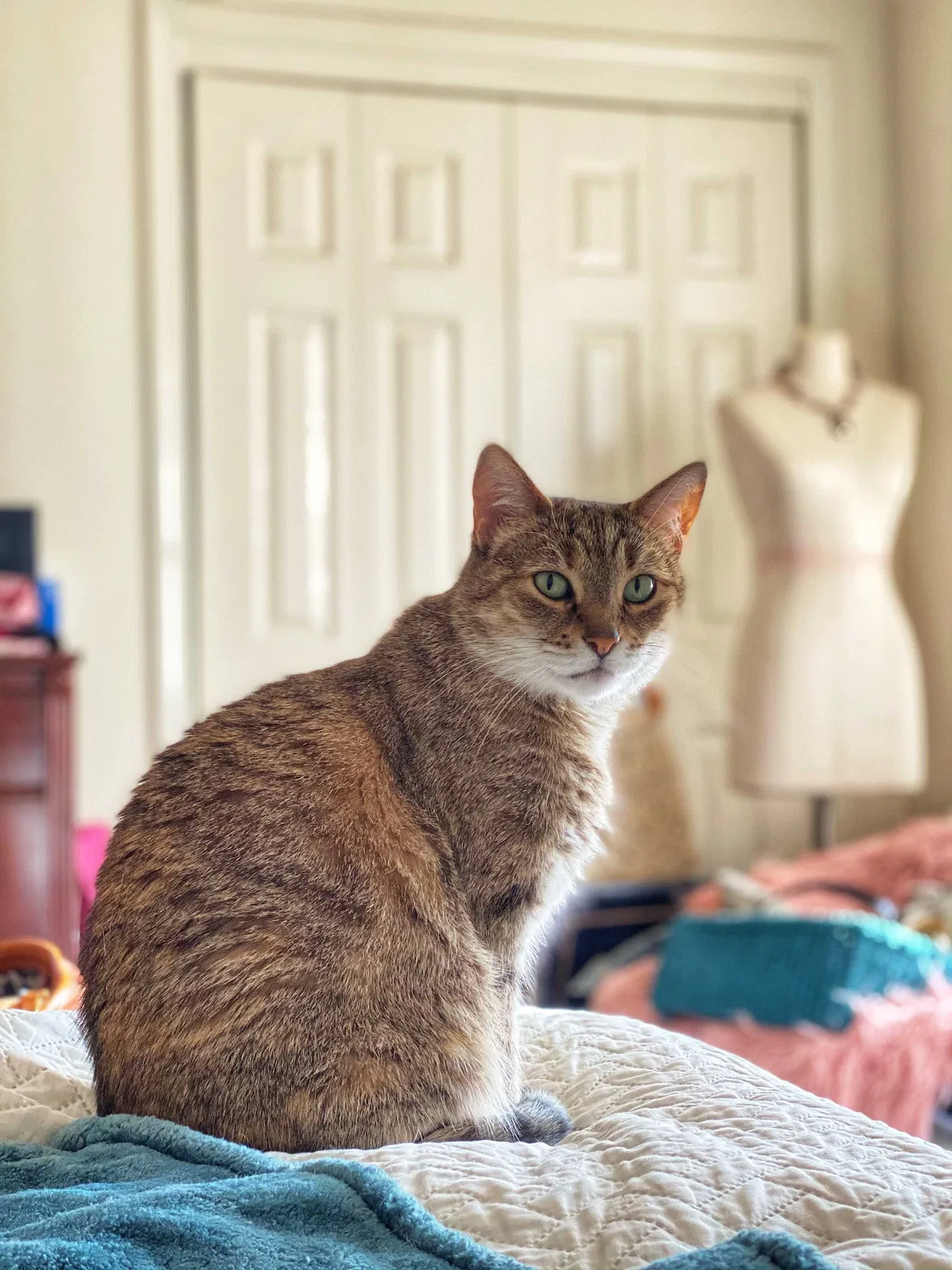 Lost cat in Cranston, RI, 2920