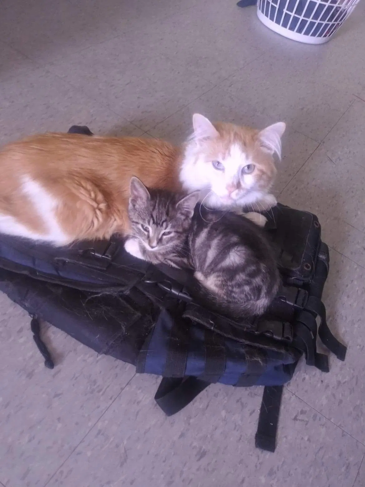 Lost cat in Chicago, IL, 60647
