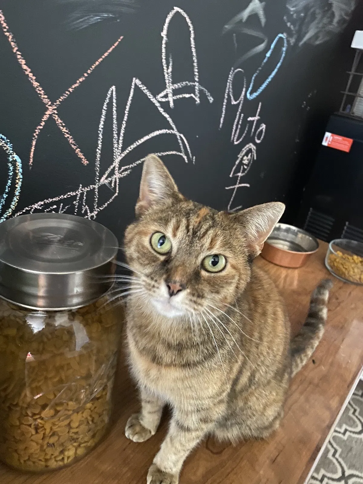Lost cat in Knoxville, TN, 37918