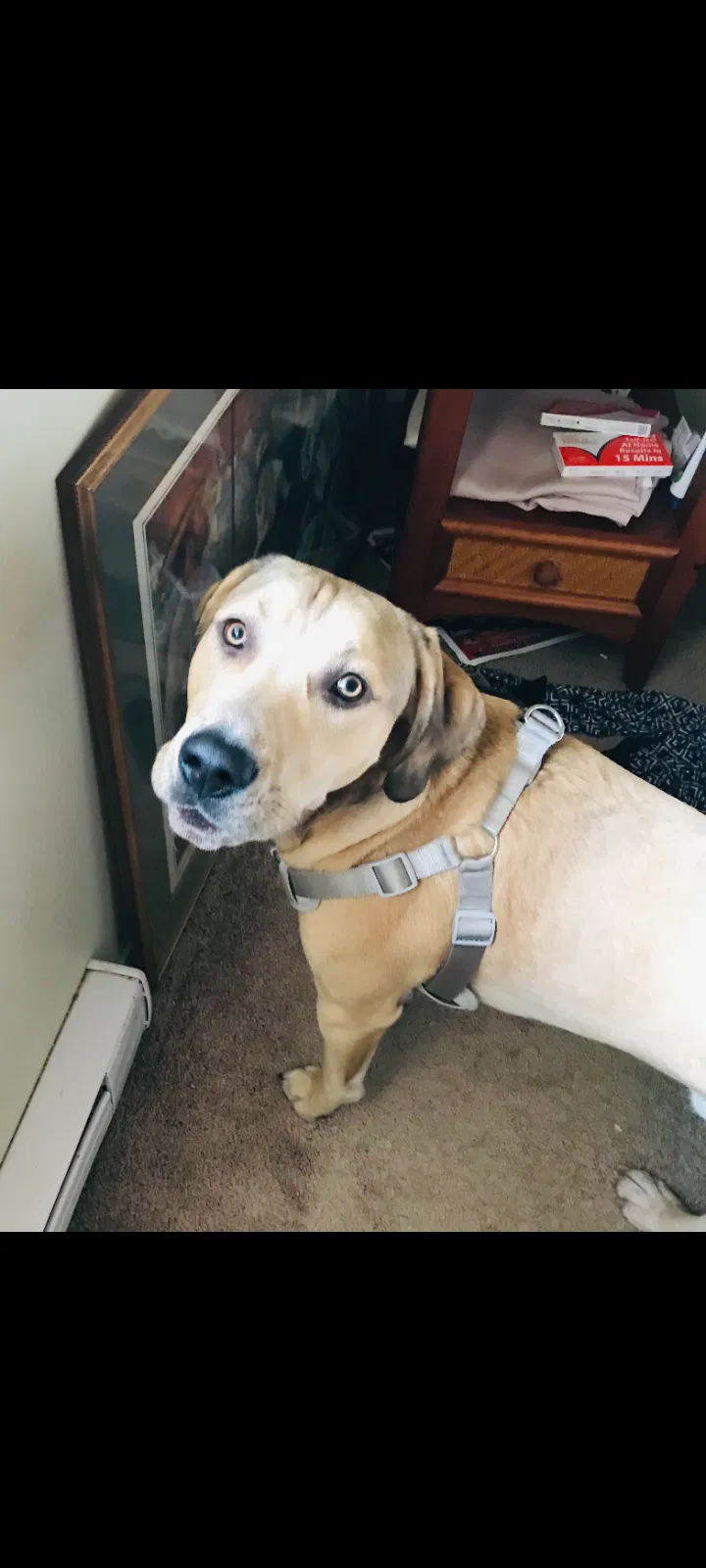 Lost dog in Kellogg, ID, 83837