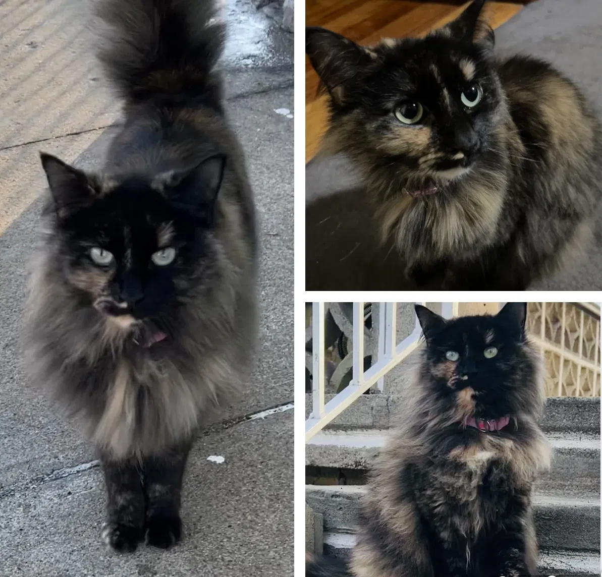 Lost cat in Cranston, RI, 2910