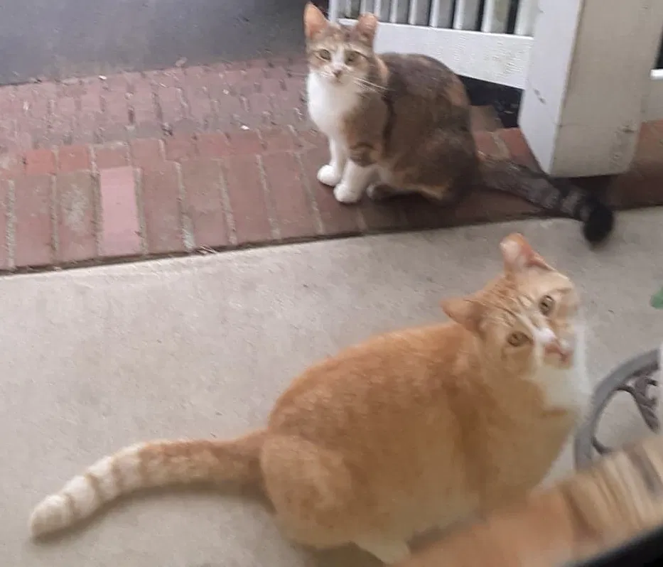 Lost cat in Fredericksburg, VA, 22407